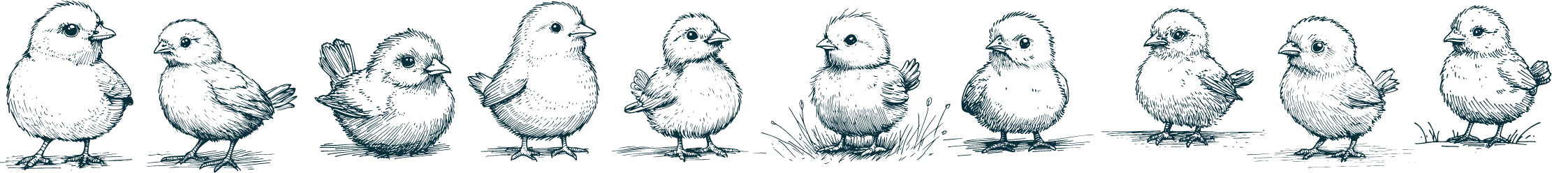 Illustration of a chicken