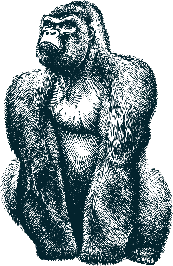 Gorilla
